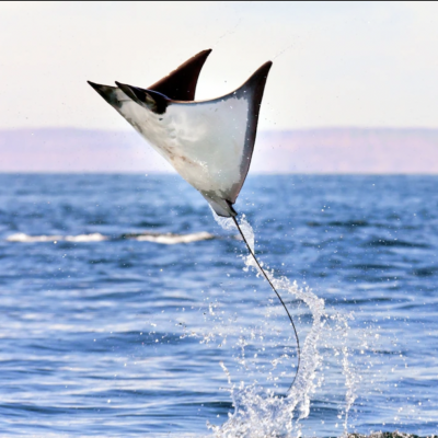 Mobula Ray Jump