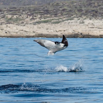 Mobula ray jumping in la ventana with freefall academy