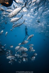 Freediving with a school of jacks in Cabo Pulmo