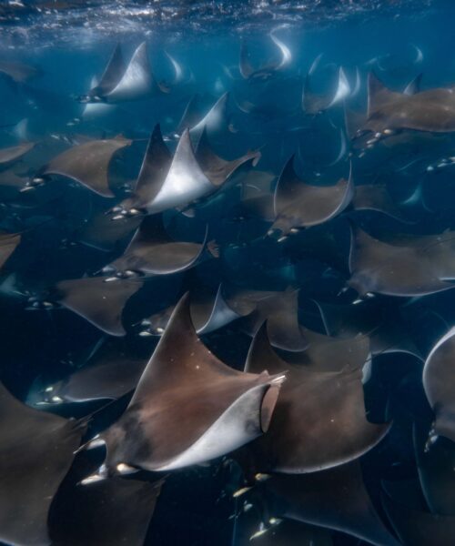 mobula ray 5 Mobula ray safari with freefall academy