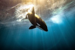 Orca in Baja California Sur