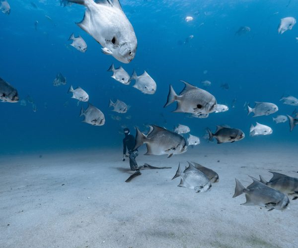 Freediving in Baja with freefall academy