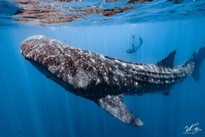 Whale shark in baja Mexico with freefall academy during ocean safari