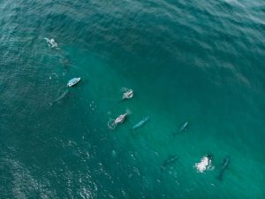 Gray whale resting sandbar drone photo on tour with freefall academy