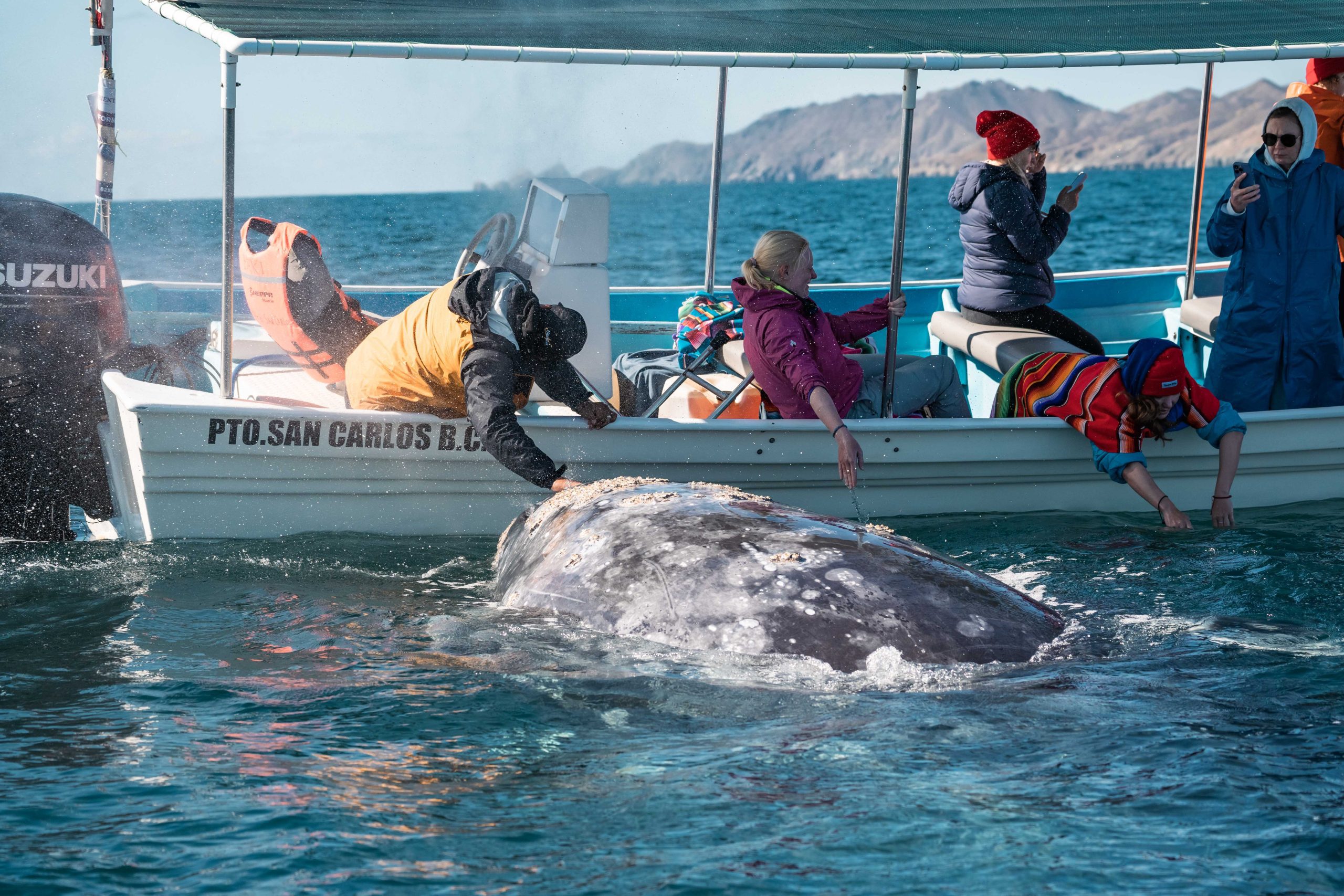 Friendly Gray Whale