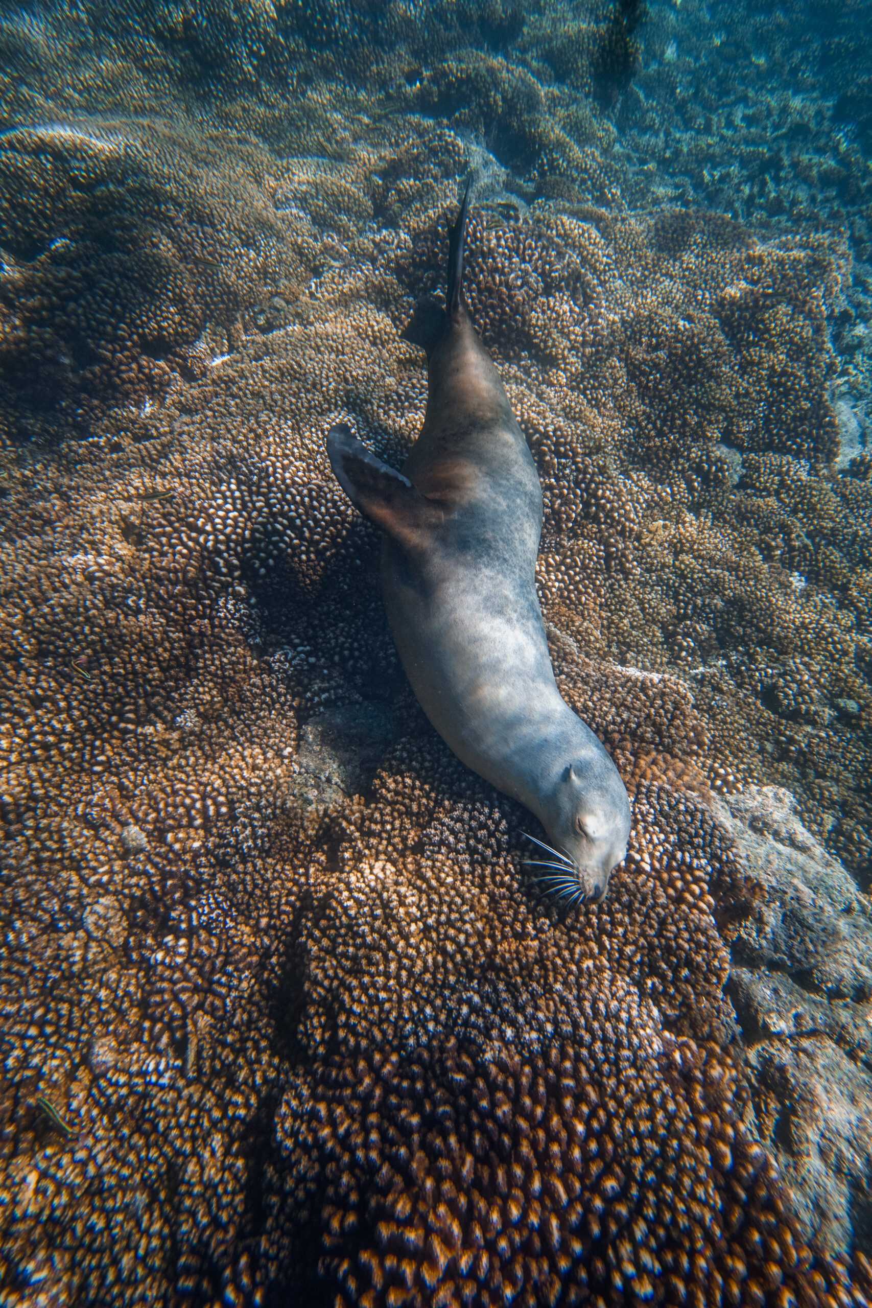 Freediver Course with Freefall Academy Deans Blue hole La Paz