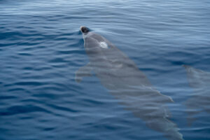 Bottlenose dolphin on the surface
