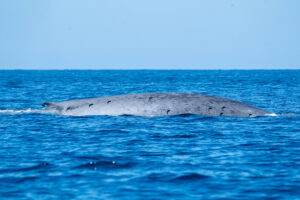 Blue Whale in La Ventana during an ocean safari with Freefall Academy Mobula Season