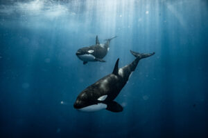 Orcas in La Ventana during an ocean safari on a Mobula Expedition
