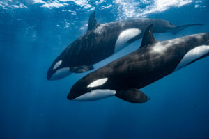 Orcas in a ocean safari in La Ventana during Mobula Season