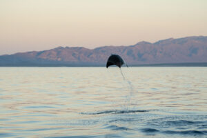 Mobula Ray jumping at sunset during a Mobula Expedition