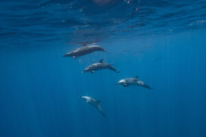 pan tropical spotted dolphins on an ocean safari in la ventana with freefall academy