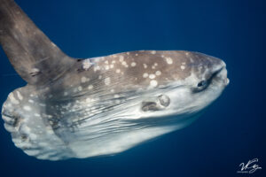 Mola mola during ocean safari in La Ventana with Freefall Academy