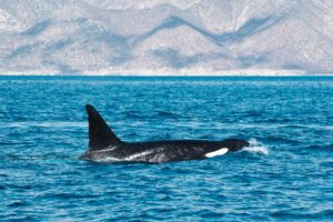 Orca in La Ventana during an ocean safari mobula expedition