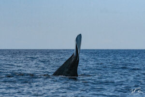 Sperm Whale going down