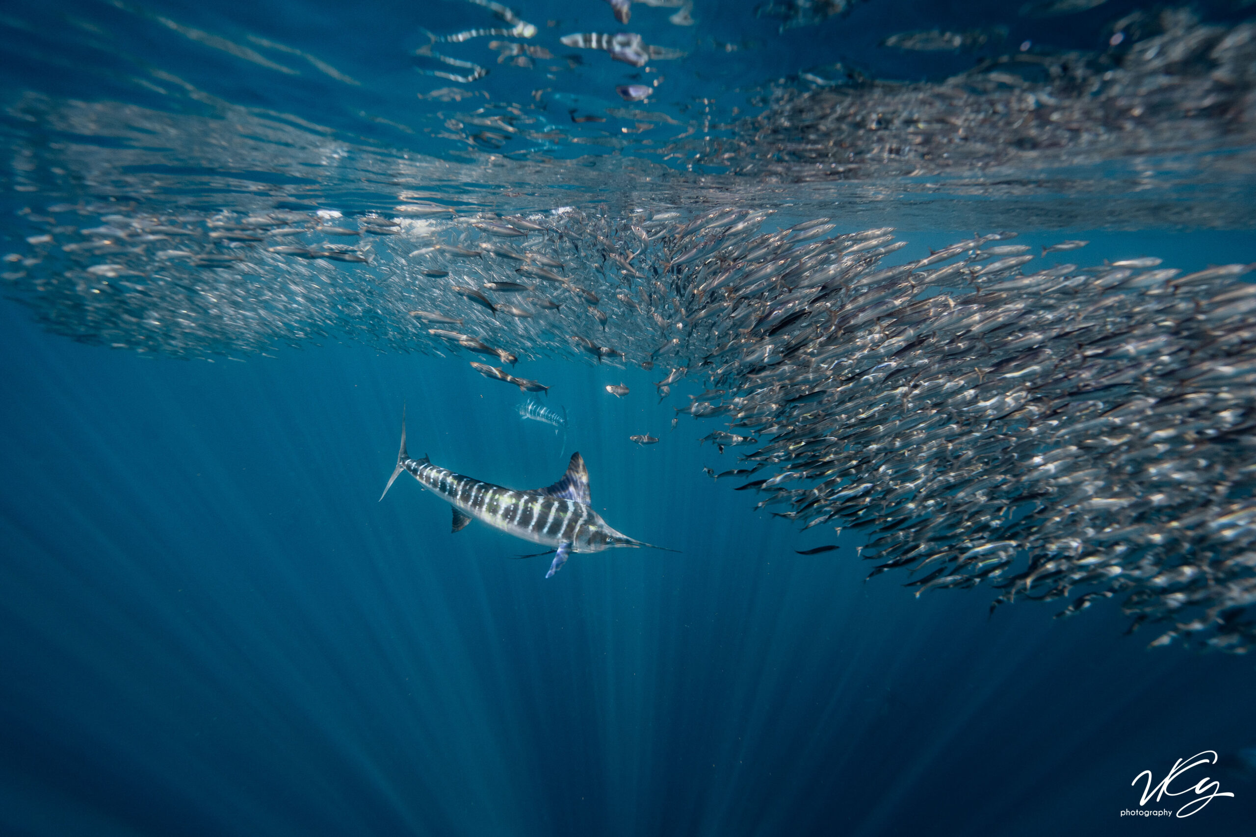 Freediver Course with Freefall Academy Deans Blue hole La Paz