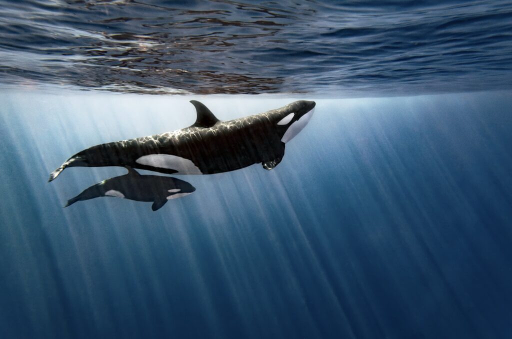 Encounter with Wild Orca Swim in La Ventana
