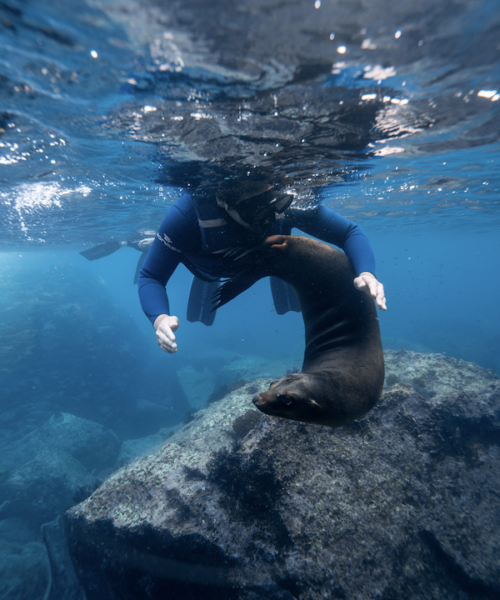 playing with sea lions sea lions Espiritu Santo