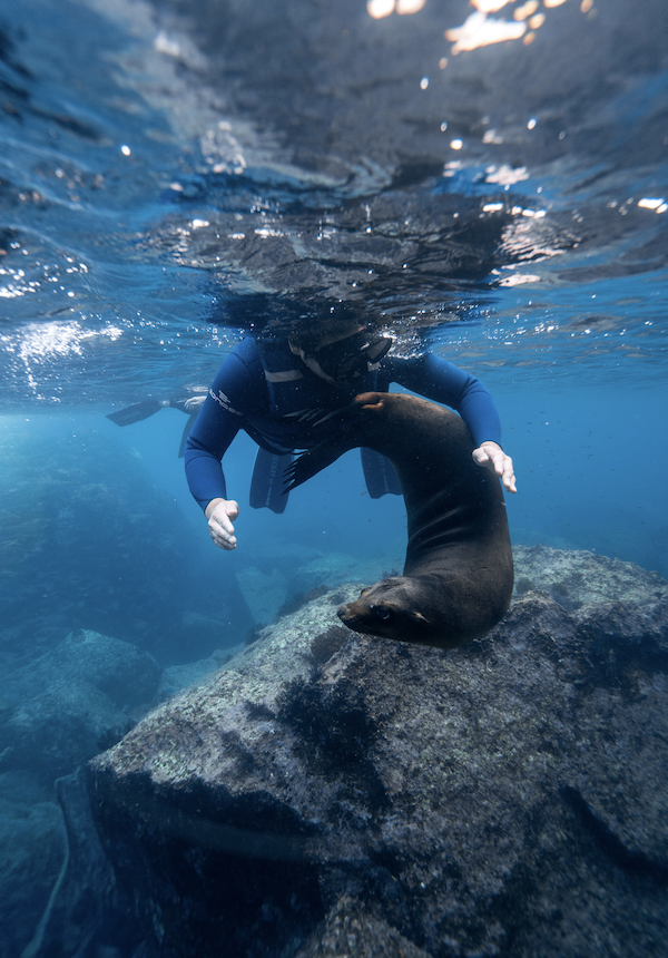 sea lions Espiritu Santo