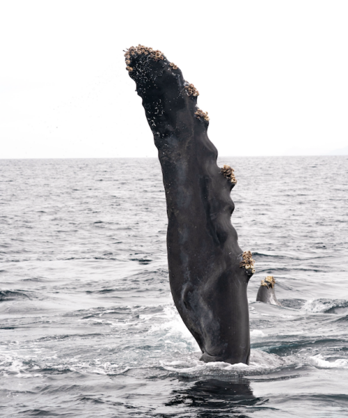 humpback whale Humpback whale watching magbay