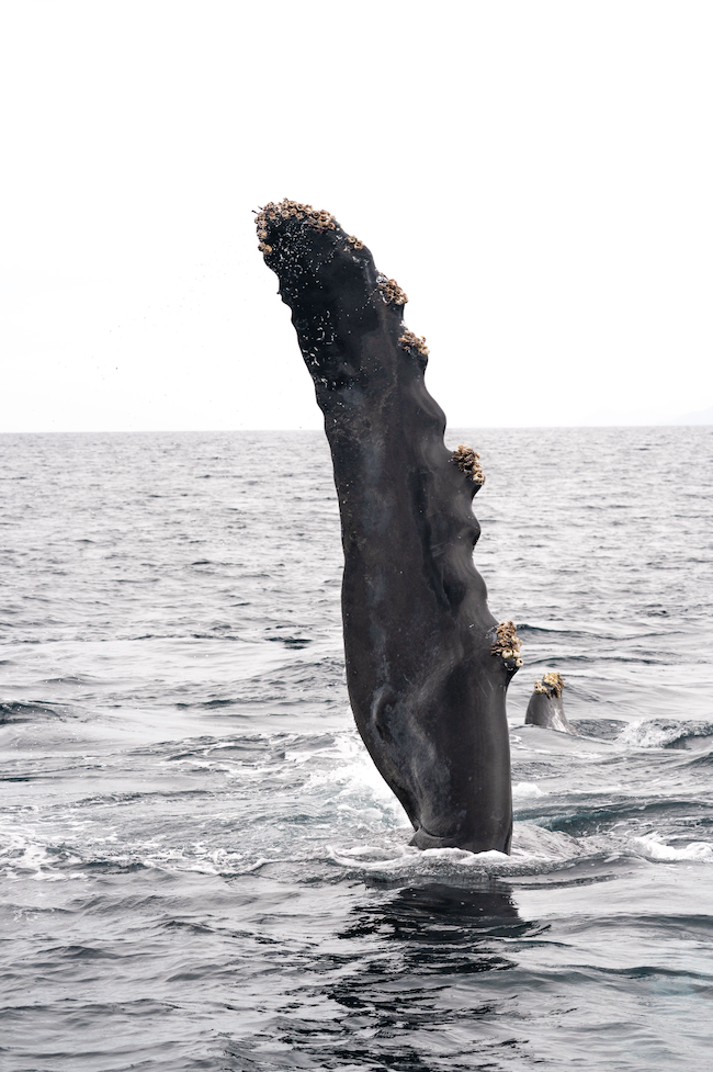 Humpback whale watching magbay