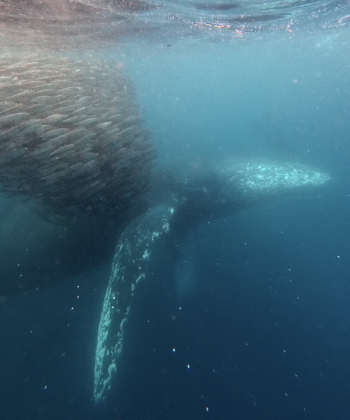 whale baitball magbay whale feeding on a bait ball in magbay