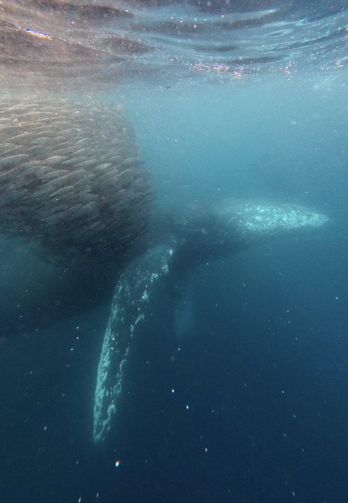 whale feeding on a bait ball in magbay