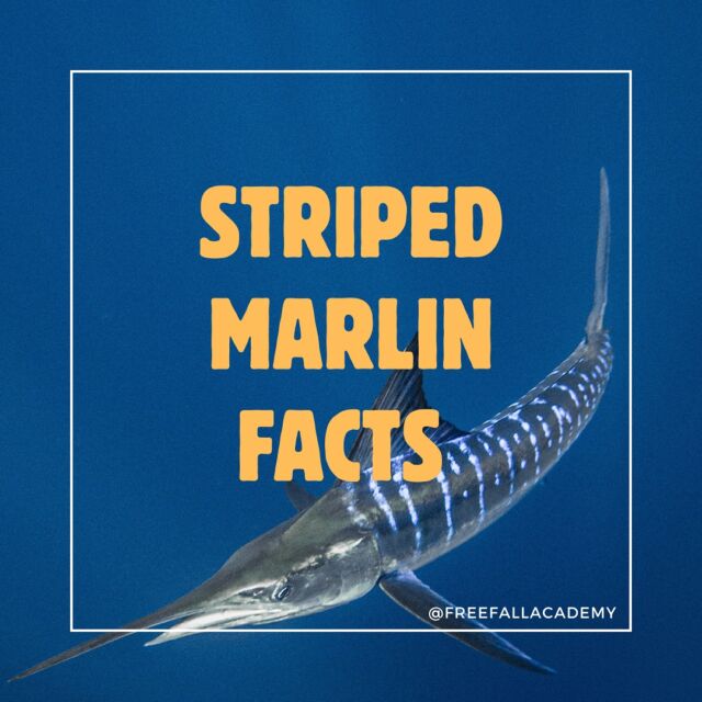 🇬🇧: Get to know the Striped Marlin:  1. General: The scientific name is Kajikia audax. The maximum recorded length and weight is 420 cm and 440 kg!
2. Color-Changing Champions: Striped marlin can change their body color rapidly! Thanks to special cells called chromatophores, they can shift from vibrant blues to lavender, to communicate when hunting or blending into their surroundings.
3. Speed: These fish are among the fastest in the ocean, reaching speeds of up to 50 mph (80 km/h). Their streamlined bodies and powerful muscles make them incredible swimmers, perfect for chasing down prey!
4. Unique Feeding Technique: Striped marlin use their long bills to spear through fish, stunning their prey before picking them off one by one.  What else would you like to know about these beautiful fish? Comment below ⬇️  ———  🇪🇸: Conoce al Marlín Rayado:  1. General: El nombre científico es Kajikia audax. La longitud y el peso máximos registrados son de 420 cm y 440 kg.
2. Campeones del Cambio de Color: ¡El marlín rayado puede cambiar rápidamente el color de su cuerpo! Gracias a células especiales llamadas cromatóforos, pueden pasar de tonos azules vibrantes a lavanda para comunicarse mientras cazan o para camuflarse en su entorno.
3. Velocidad: Estos peces están entre los más rápidos del océano, alcanzando velocidades de hasta 80 km/h (50 mph). ¡Sus cuerpos aerodinámicos y músculos poderosos los convierten en nadadores increíbles, perfectos para perseguir presas!
4. Técnica de Alimentación Única: Los marlines rayados usan sus largos picos para atravesar peces, aturdiendo a su presa antes de atraparlos uno por uno.  ¿Qué más te gustaría saber sobre estos hermosos peces? Comenta abajo ⬇️  #marlinrayado #stripedmarlin #marlin #marlinexpedition #sardinerun #magbay #magbayexpedition #Wildlife #wildlifefacts #marlinfacts #fishfacts #wildlifeexpedition