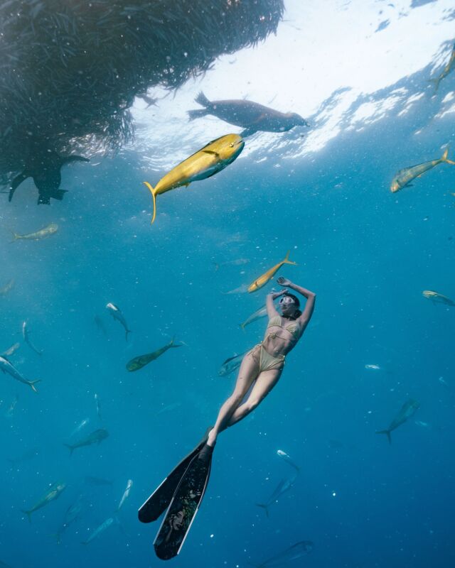 🗣️Marlin Expedition Testimonials  ⭐️⭐️⭐️⭐️⭐️  🇬🇧: What an incredible experience exploring the ocean off Magdalena Bay with Valentina the owner of Freefall Academy. She is an incredible combination of being efficient, very knowledgeable (due to her degree in Marine Biology as well as years of experience in the ocean), very safety conscious and equipped for every possible scenario which is super important when you’re spending ten hours a day on the open ocean ! Her experience enabled our little group to always find the action in the middle of a seemingly endless empty ocean somedays - and usually before other groups arrived! She is incredibly proficient in the water bring a former Argentinian record holder I Freediving and best of all, Valentina just radiates energy and joy in what she does! Can’t recommend her highly enough!!!  -Wendy R  ———  🗣️Testimonios del Marlin Expedition  ⭐️⭐️⭐️⭐️⭐️
 🇪🇸: ¡Qué experiencia increíble explorar el océano en Bahía Magdalena con Valentina, la dueña de Freefall Academy! Es una combinación increíble de eficiencia, conocimiento profundo (debido a su licenciatura en Biología Marina, así como años de experiencia en el océano), mucha conciencia de seguridad y está equipada para cualquier posible escenario, lo cual es súper importante cuando pasas diez horas al día en mar abierto. Su experiencia permitió que nuestro pequeño grupo siempre encontrara la acción en medio de un océano aparentemente interminable y vacío algunos días, ¡y por lo general antes de que llegaran otros grupos! Es increíblemente hábil en el agua, siendo una ex poseedora de récord en apnea de Argentina, ¡y lo mejor de todo es que Valentina irradia energía y alegría en lo que hace! ¡No puedo recomendarla lo suficiente!  -Wendy R  🧜🏼‍♀️: @sunallure with @gordeevaalexandra @art_freediving #freefallacademy #freediving #Freedive #freedivingexpedition #wildlifeexpedition #marlinexpedition #sardinerun #magbay