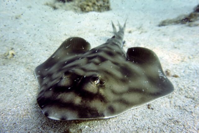 🇬🇧: The Shovelnose Guitarfish (Rhinobatos productus) is a fascinating species with a unique body that combines features of both sharks and rays, giving its distinctive guitar-like shape. Its coloration allows it to camouflage with the ocean floor. Unfortunately, the Shovelnose Guitarfish is the most important species in the ray fishery in the Gulf of California, which has significantly reduced the abundance of its population in the region.  🇪🇸: La Raya Guitarra (Rhinobatos productus) es una especie fascinante con un cuerpo único que combina características de tiburones y rayas, lo que le da su distintiva forma de guitarra. Su coloración le permite camuflarse en el fondo marino. Desafortunadamente, la Raya Guitarra es la especie más importante en la pesquería de rayas en el Golfo de California, lo que ha disminuido considerablemente la abundancia de sus poblaciones en la región.  #rays #sharks #elasmobranquios #guitarfish #rayaguitarra #bajacaliforniasur #freefallacademy #freedivingadventure