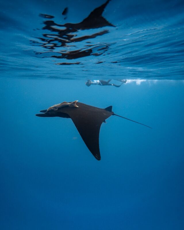 🇪🇸: Las Mantas Gigantes (Mobula birostris) fueron objeto de una pesca intensiva durante muchos años en el Golfo de California. Desde 2007, todas las especies del género Mobula están protegidas y su pesca está prohibida; sin embargo, a menudo se capturan de manera incidental. En los meses de verano y otoño, con suerte podemos observar a esta magnífica especie en su hábitat natural.  ———  🇬🇧: Giant Mantas (Mobula birostris) were heavily fished for many years in the Gulf of California. Since 2007, all species of the genus Mobula have been protected, and their fishing is prohibited; however, they are still often caught incidentally. During the summer and fall months, we can sometimes observe this magnificent species in its natural habitat.  🧜‍♀️: @lissa_sealife 
📸: @valenkg
#mobula #mantagigante #giantmanta #mobulasafari #marinesafari #oceansafari #freediving #Wildlife #wildlifephotography #freedivingadventure