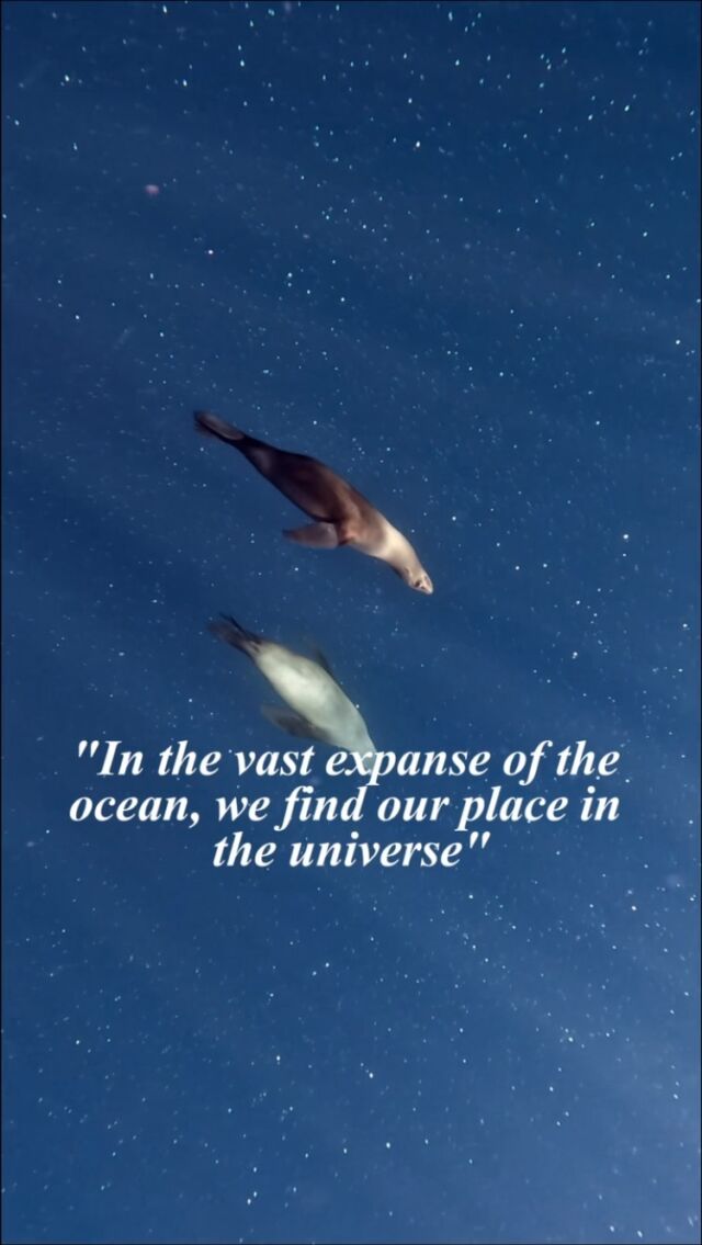 🇬🇧: “In the vast expanse of the ocean, we find our place in the universe.”  There’s something about that big blue that draws us in like a magnet. It’s where we find peace, where we can forget, relax, and forgive, where we connect with other species and discover the true meaning of life.  ———  🇪🇸: “En la vasta inmensidad del océano, encontramos nuestro lugar en el universo.”  Hay algo en ese gran azul que nos atrae como un imán. Es donde encontramos paz, donde podemos olvidar, relajarnos y perdonar, donde nos conectamos con otras especies y descubrimos el verdadero significado de la vida.  #oceanlovers #Freedive #Wildlife #oceanholics #wildlifefanatics #oceanquotes #freefallacademy #freedivingpassion #freedivingadventure #wildlifexpedition #sealions #magbay