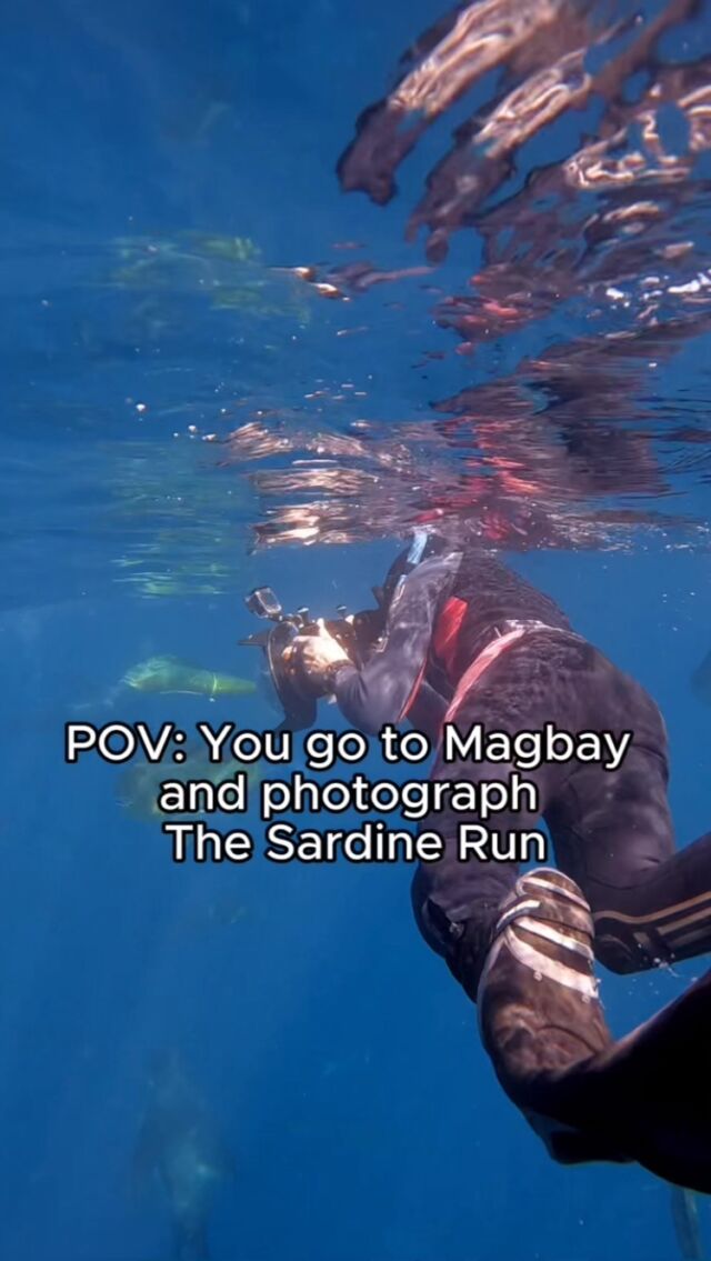 🇬🇧: Just one more month until our favorite time of year—the Mexican Sardine Run (Marlin Season)! If you love marine wildlife, are a freediver, or a photographer, this is for you! Share this with your dive buddy! 🤩🐟⚡️  🇪🇸: ¡Solo falta un mes para nuestra época favorita del año: el Mexican Sardine Run (temporada de marlin)! Si amas la vida marina, eres apneista o fotógrafo, ¡esto es para ti! ¡Compártelo con tu compañero de buceo! 🤩🐟⚡️  #freefallacademy #marlinexpedition #mexicansardinerun #sardinerun #magbay #Wildlife #wildlifeexpedition #freedivingadventure #bajacaliforniasur #wildlifephotography